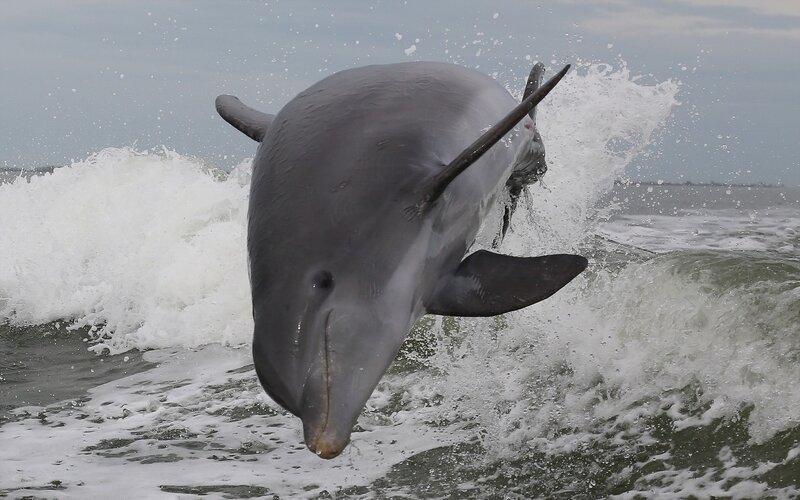 Dolphin leaping from ocean waves