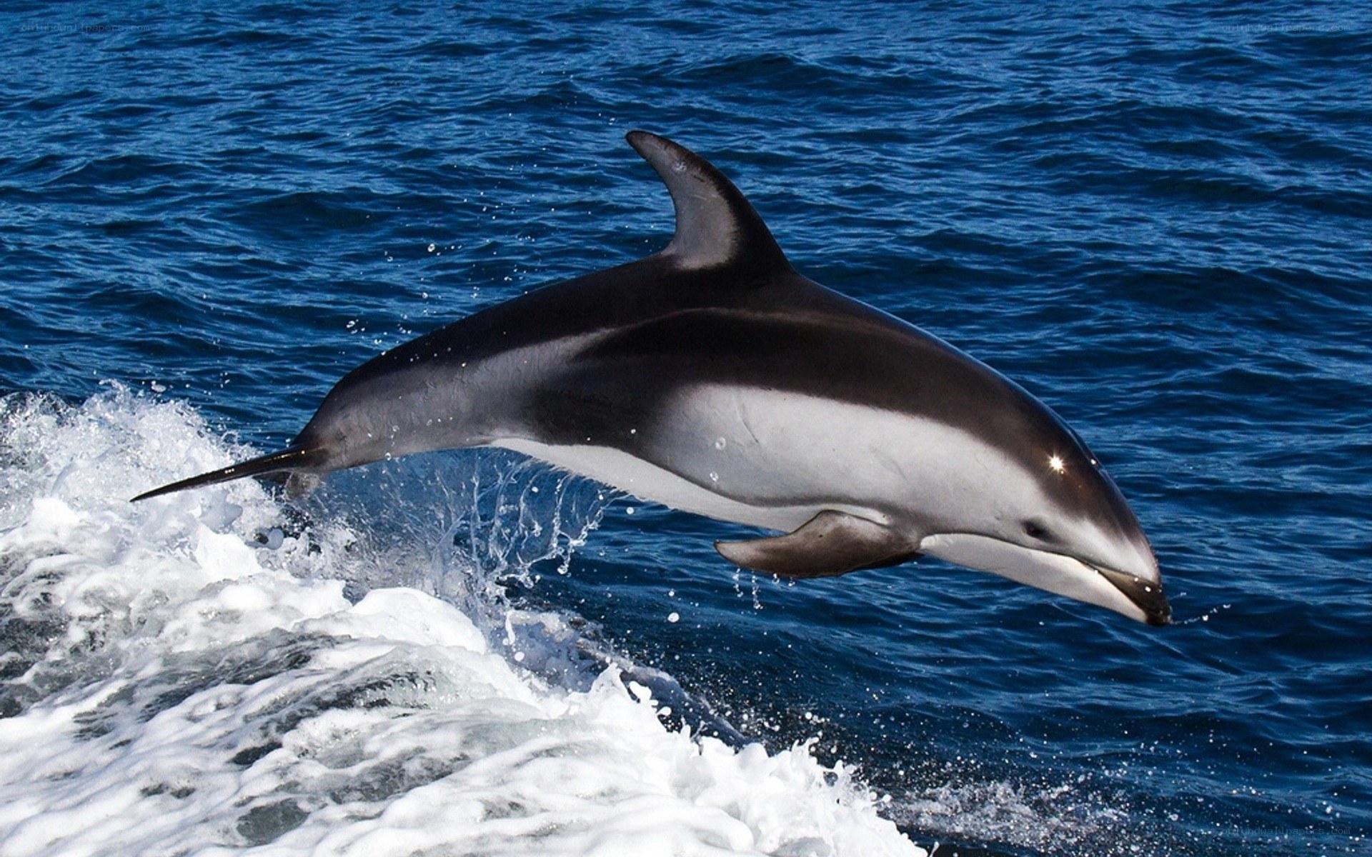 Dolphin leaping from ocean