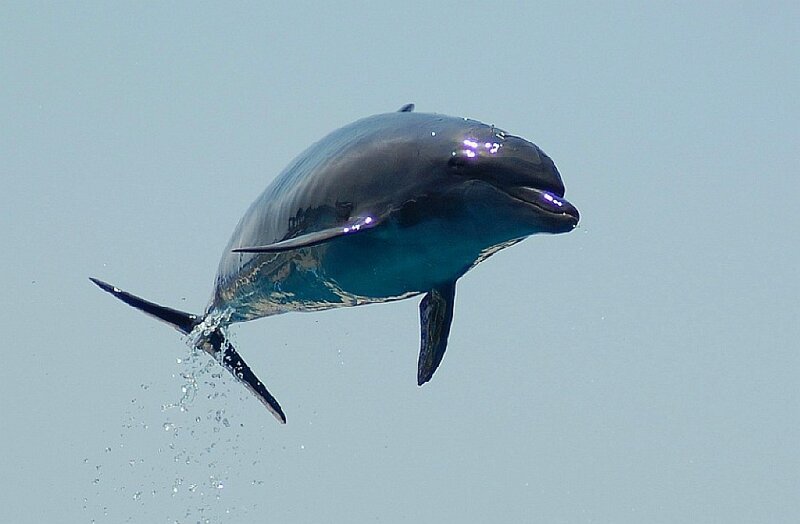 Dolphin leaping from the water
