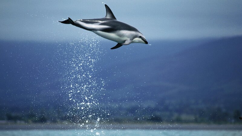 Dolphin leaping from the water