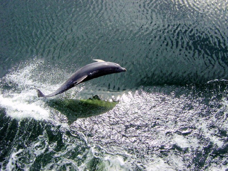 Dolphin leaping from water