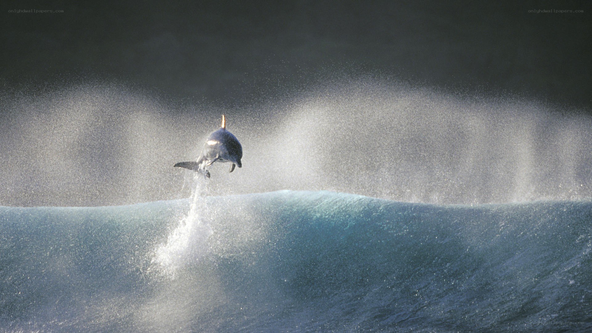 Dolphin leaping from wave