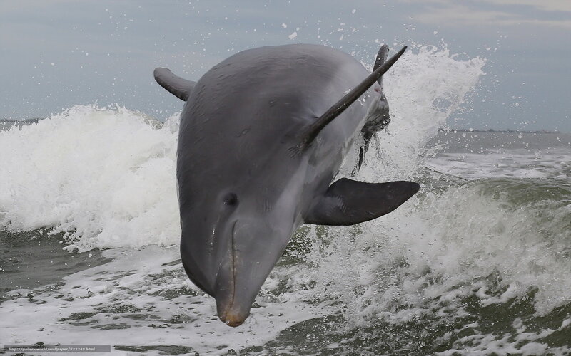 Dolphin leaping from waves