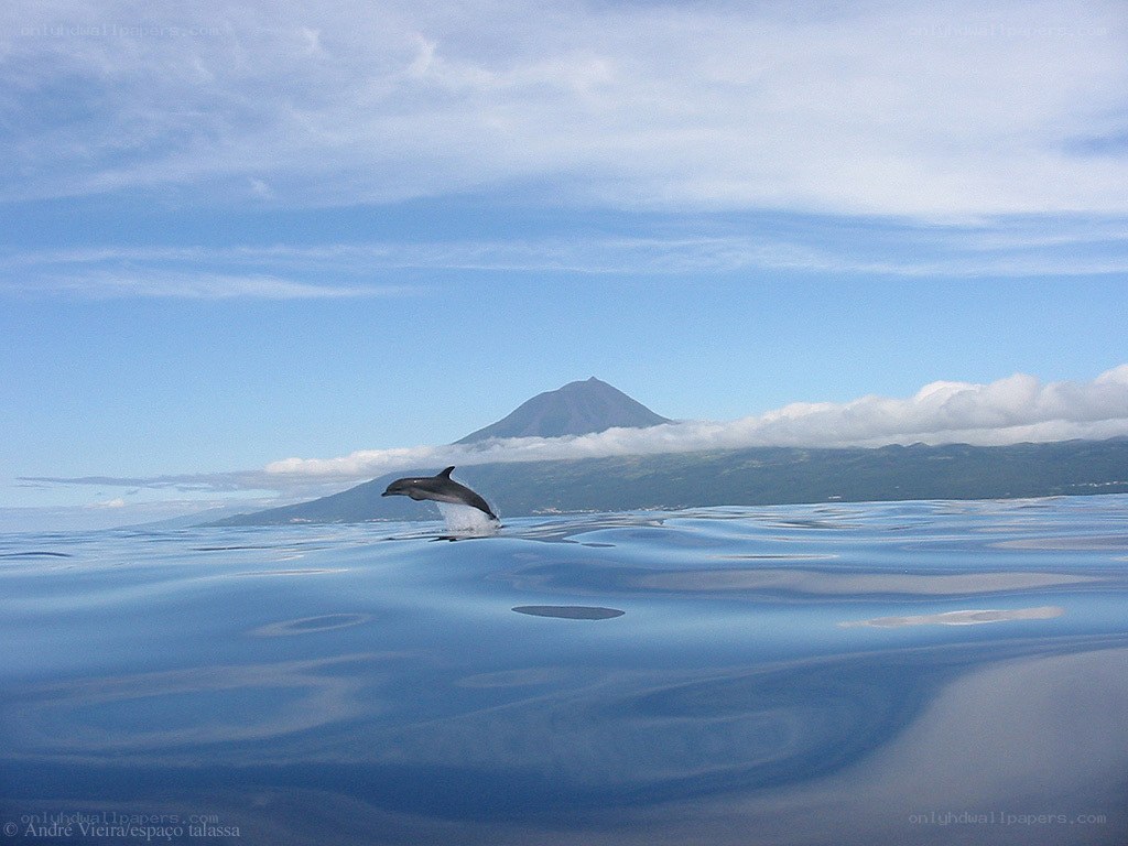 Dolphin leaping in ocean