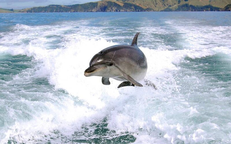 Dolphin leaping in ocean