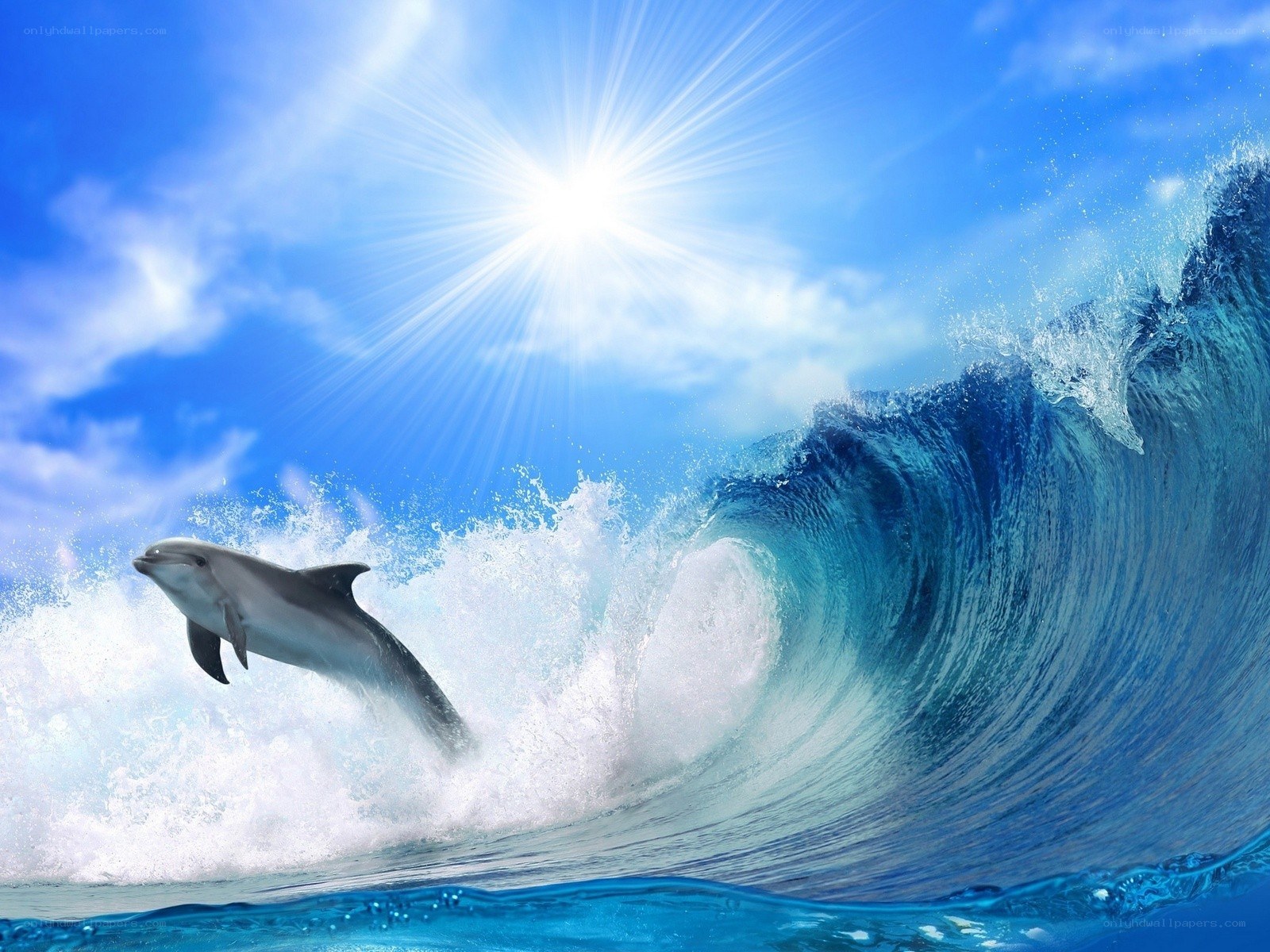 Dolphin leaping in ocean wave