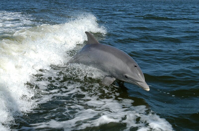 Dolphin leaping in ocean waves