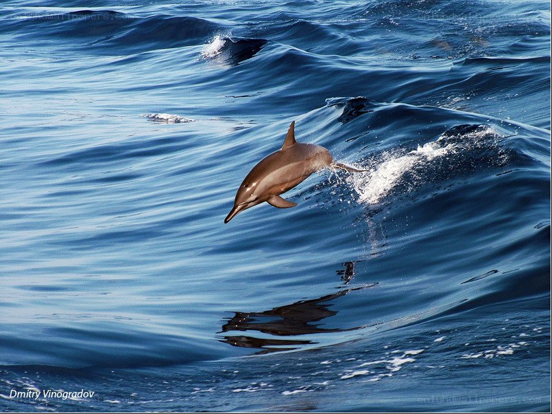 Dolphin leaping in ocean