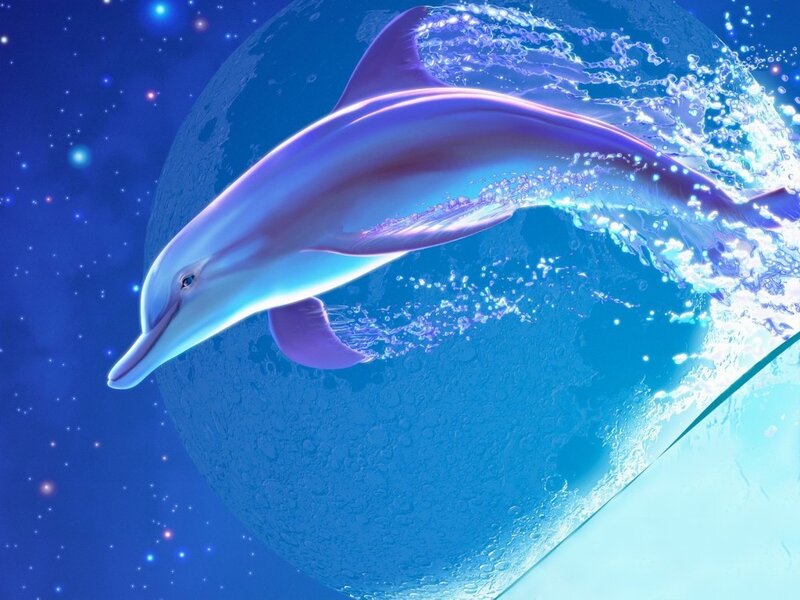 Dolphin leaping in space