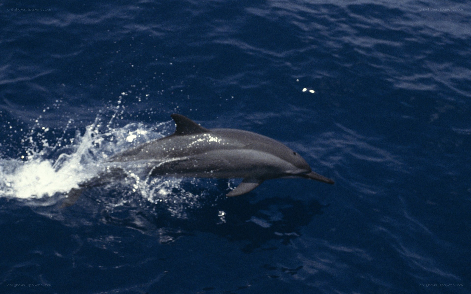 Dolphin leaping in the ocean