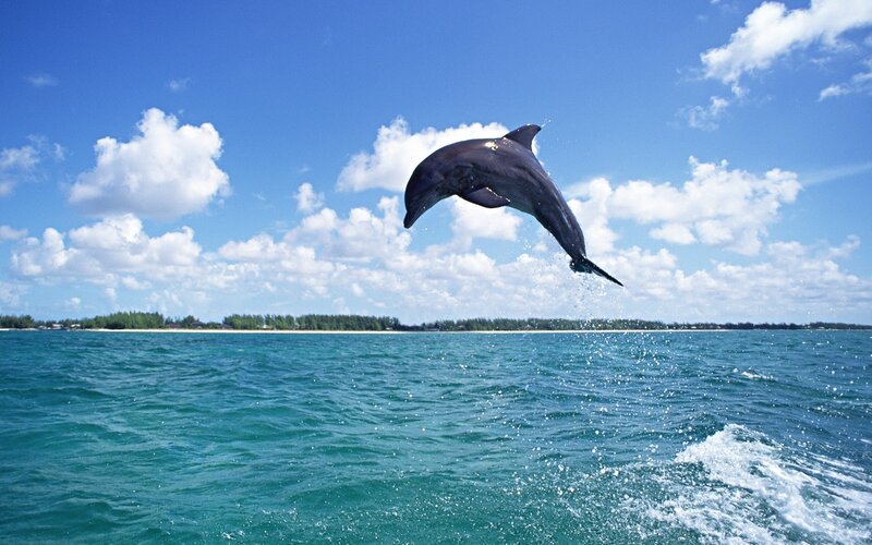 Dolphin leaping in the ocean