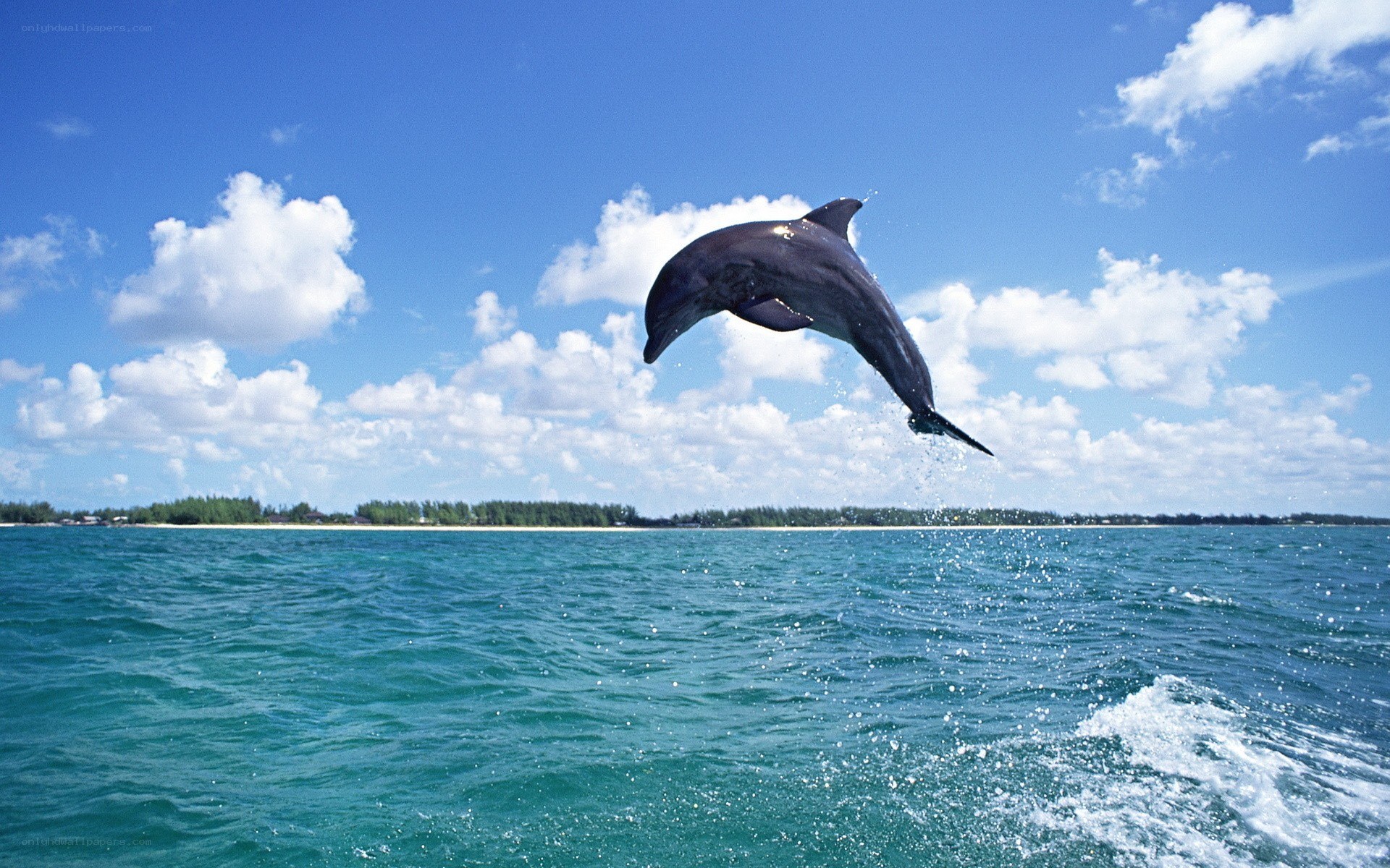 Dolphin leaping in the ocean