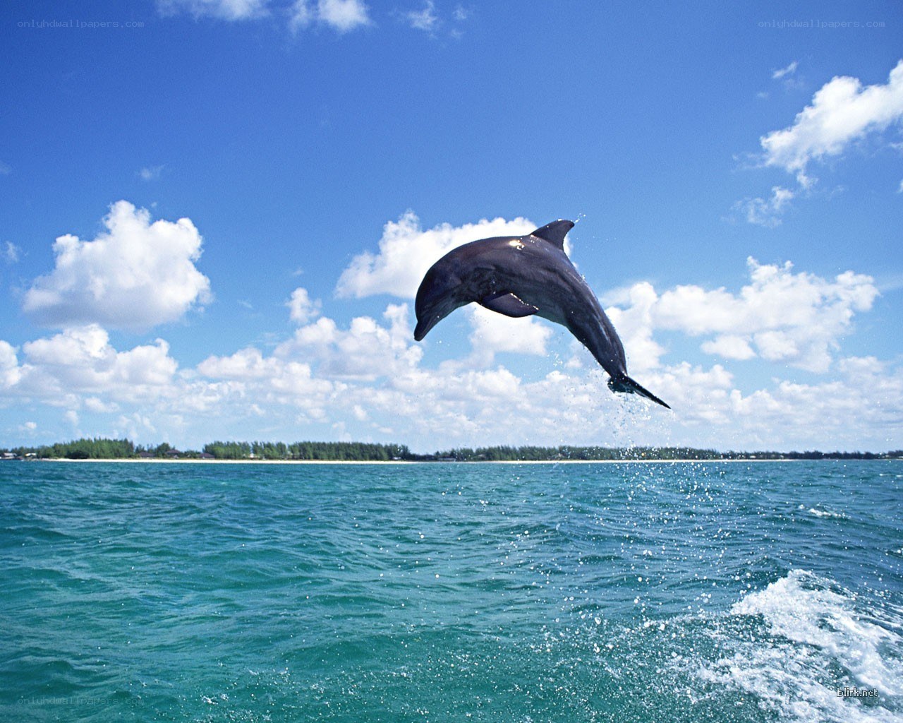 Dolphin leaping in the ocean