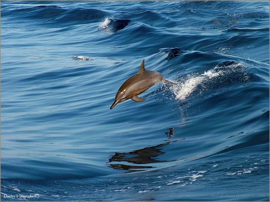 Dolphin leaping in the ocean