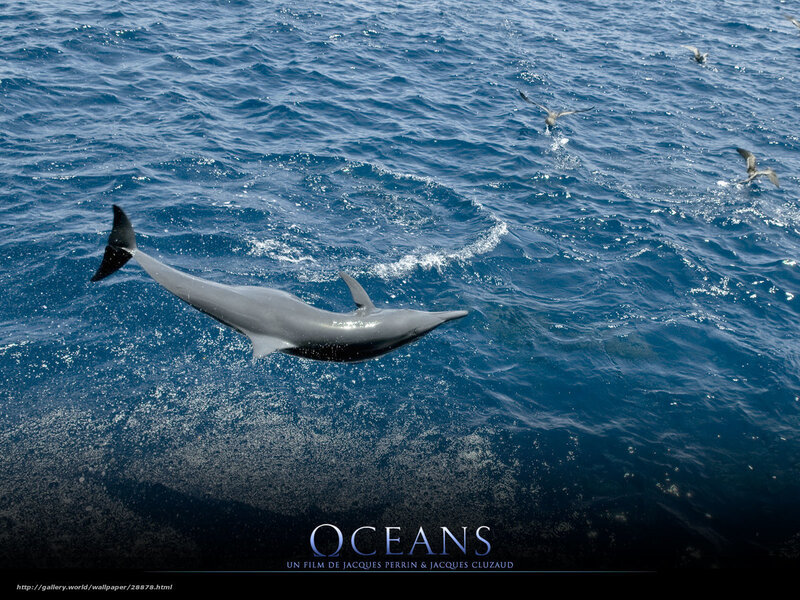 Dolphin leaping in the ocean