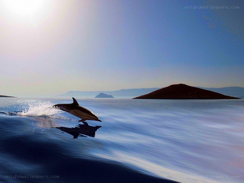 Dolphin leaping in the sea