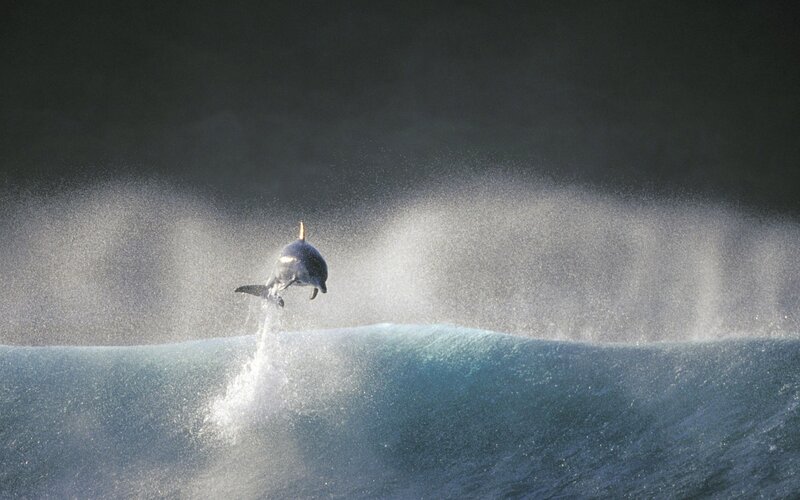 Dolphin leaping over wave