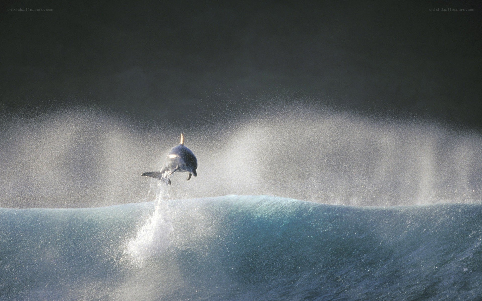 Dolphin leaping over wave