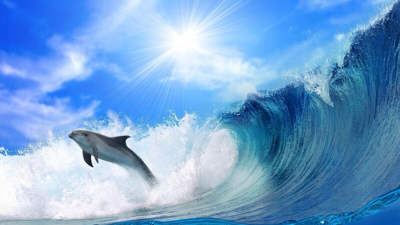 Dolphin Leaping Through Wave