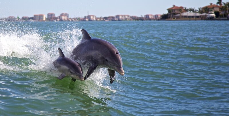 Dolphin Mother and Calf — Blue, Active