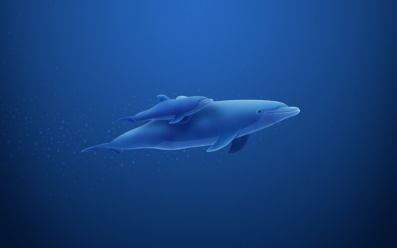 Dolphin mother and calf swimming