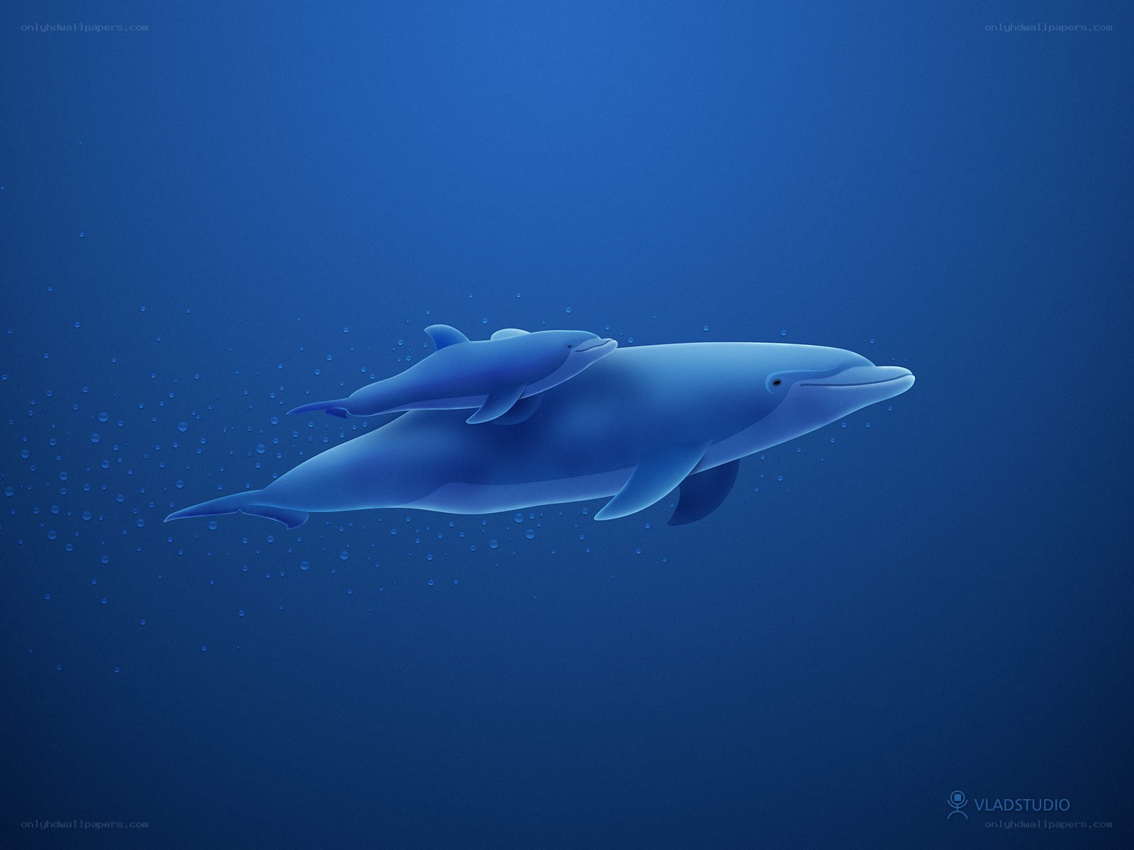 Dolphin mother and calf
