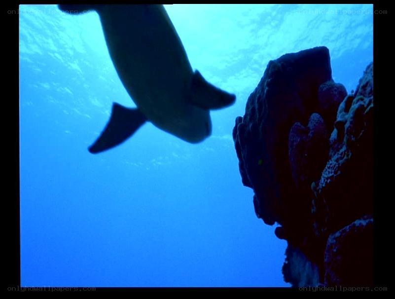 dolphin near coral reef