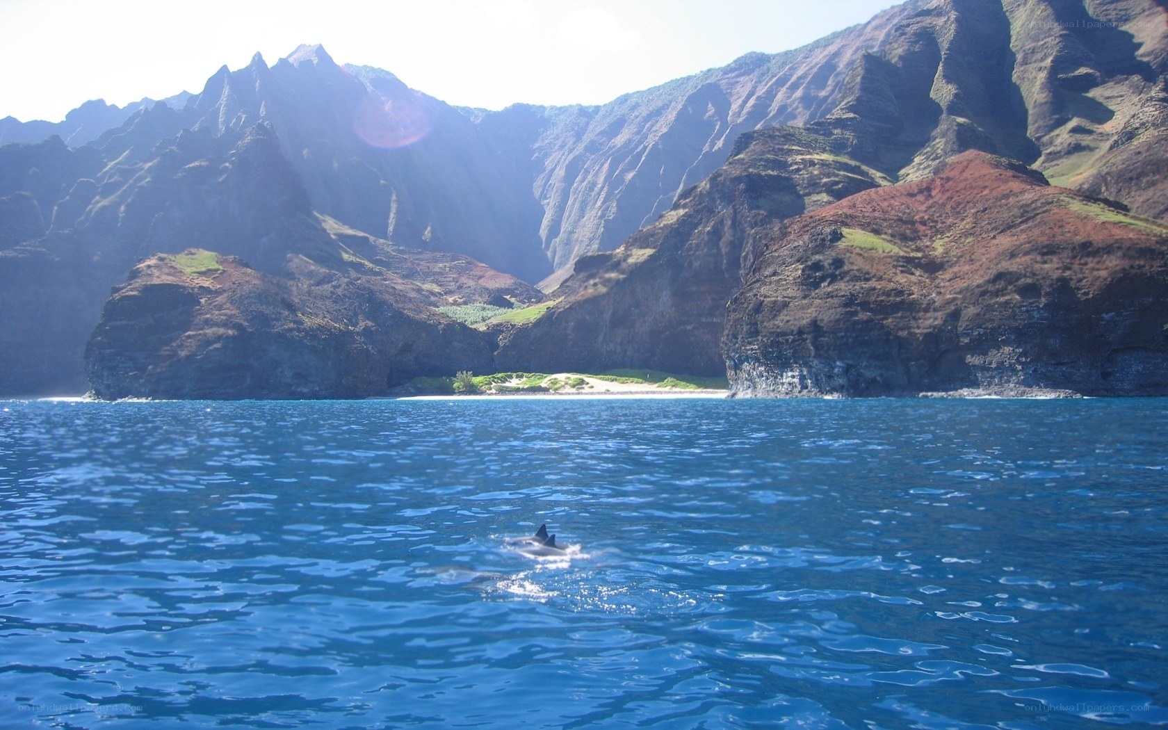 Dolphin near rugged coastline
