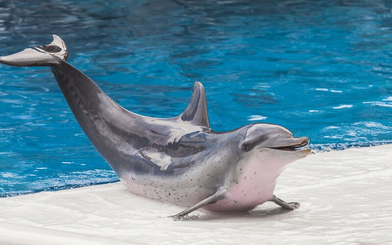 Dolphin on Platform — Blue, Calm