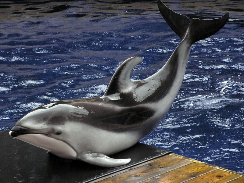 Dolphin on Platform — Blue