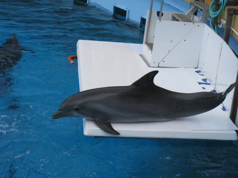 Dolphin on Platform