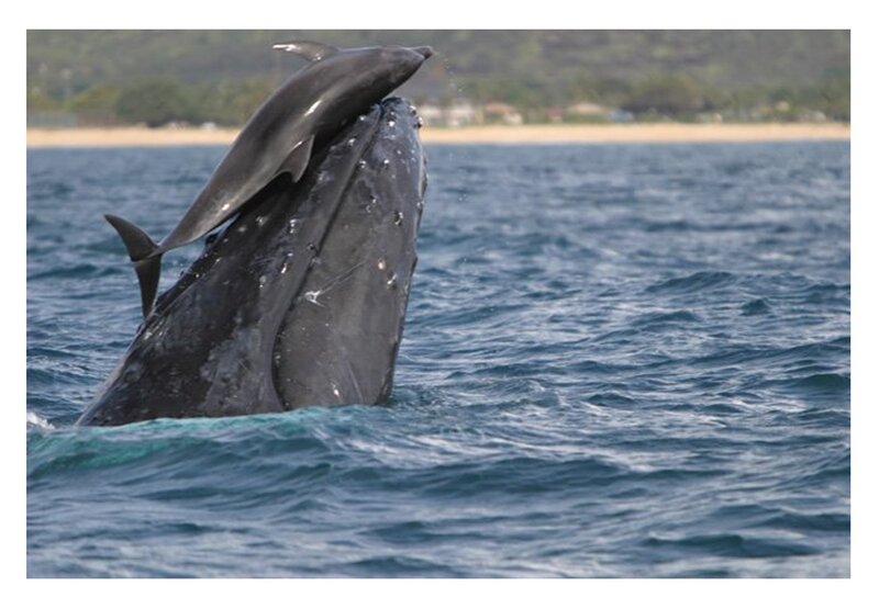Dolphin on Whale