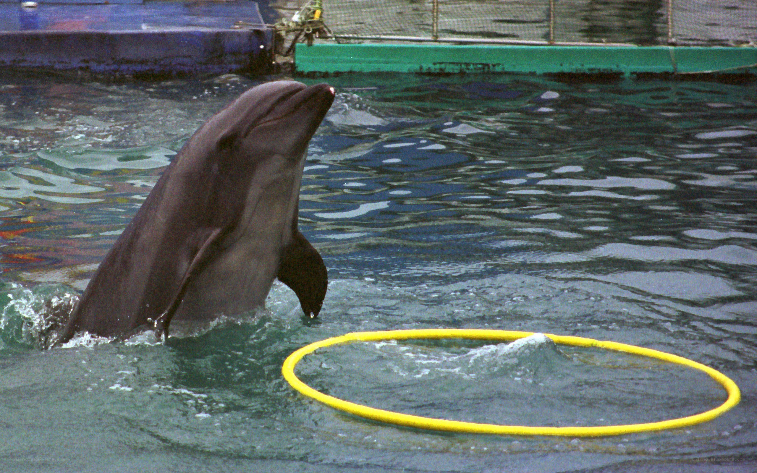 Dolphin performing in pool