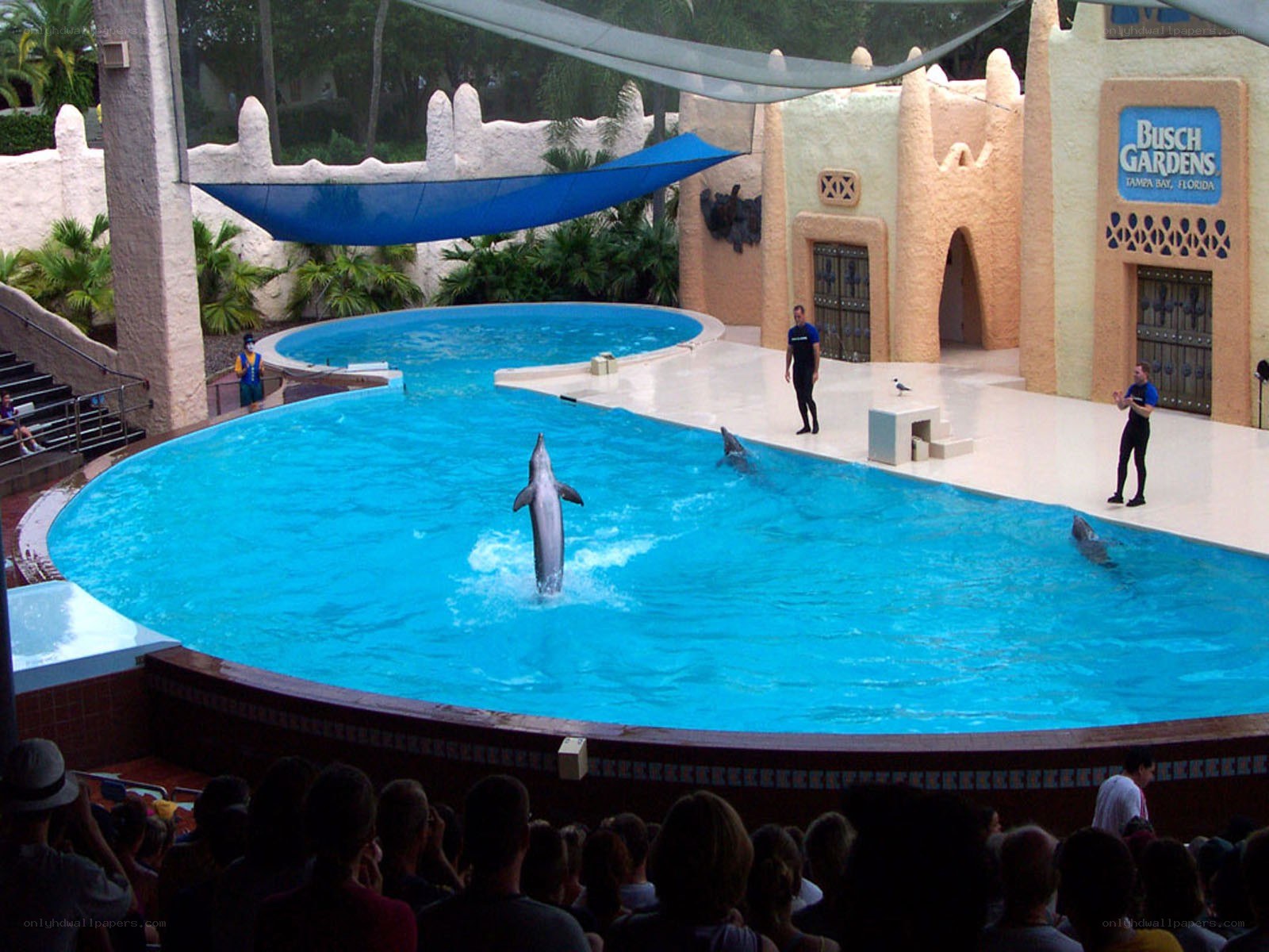 Dolphin show at Busch Gardens