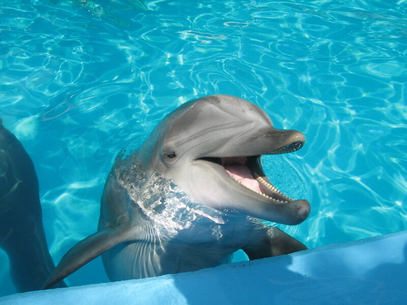 Dolphin smiling in pool