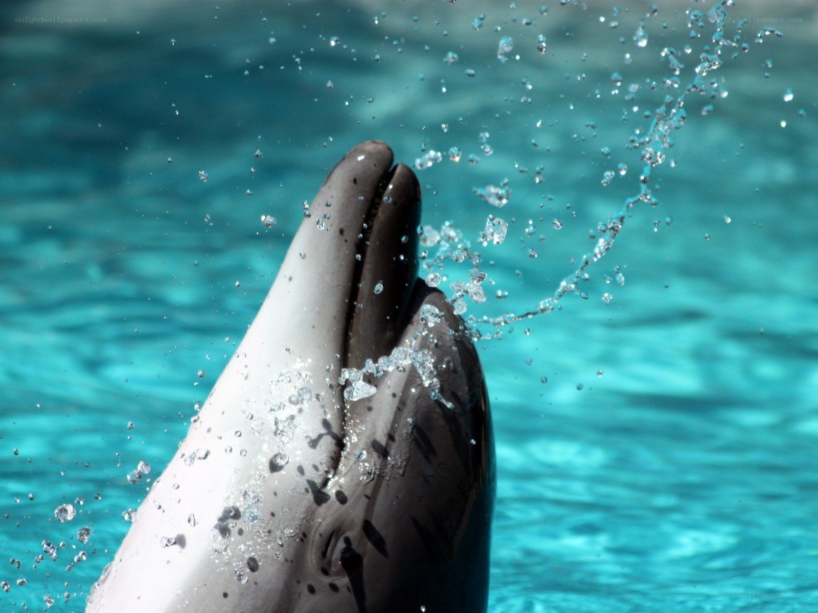 dolphin splashing in water