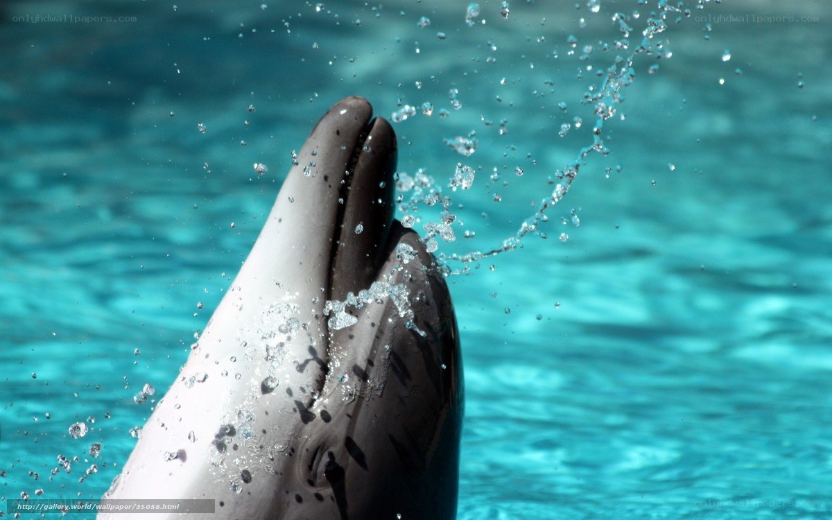 Dolphin splashing in water