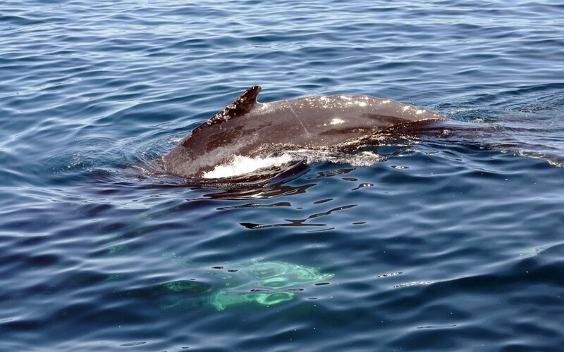 Dolphin surfacing in ocean