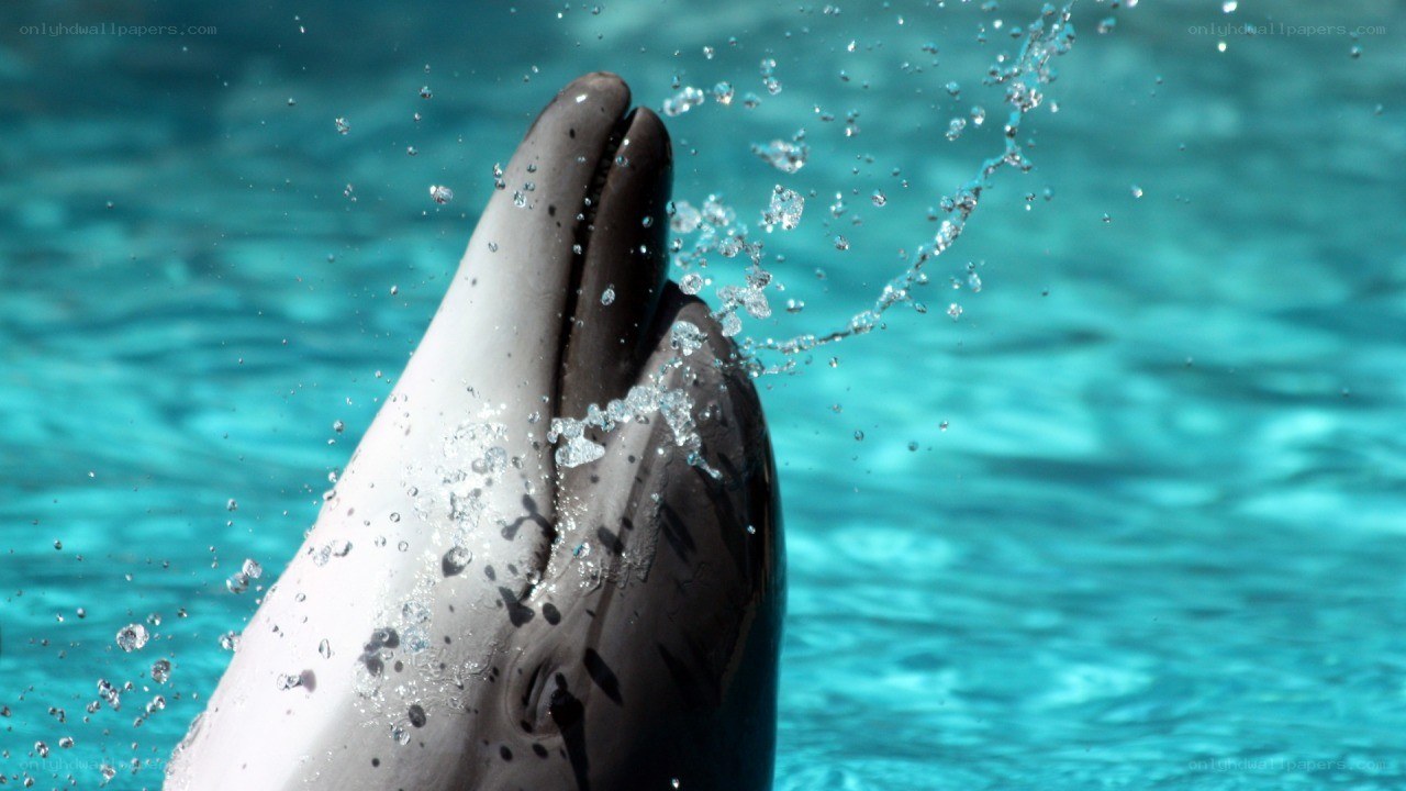 dolphin surfacing in turquoise water