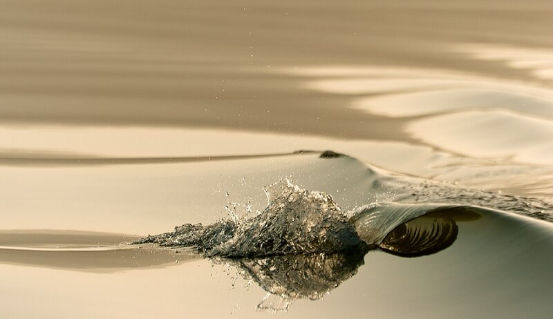 Dolphin Surfacing