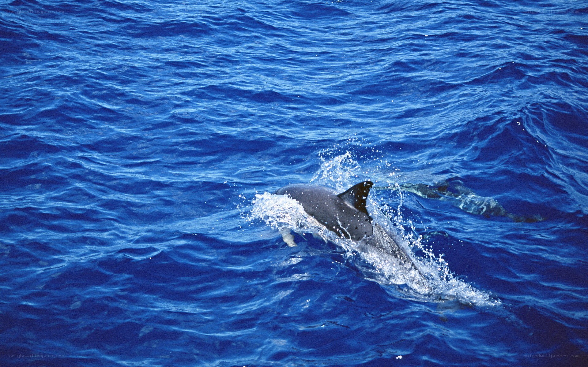 Dolphin swimming in blue ocean