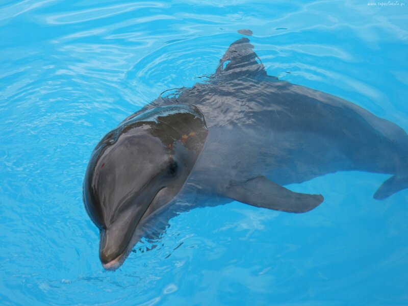 Dolphin swimming in blue water