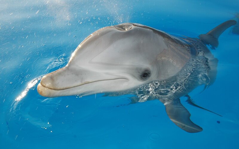 Dolphin swimming in clear blue water