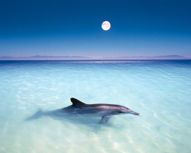 Dolphin swimming in clear water