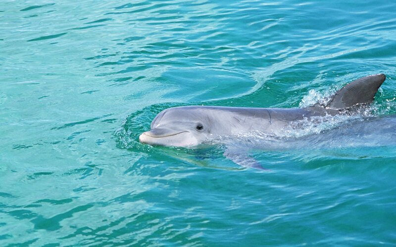 dolphin swimming in clear water