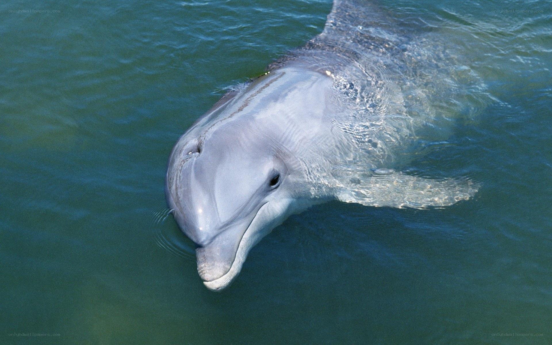 Dolphin swimming in ocean