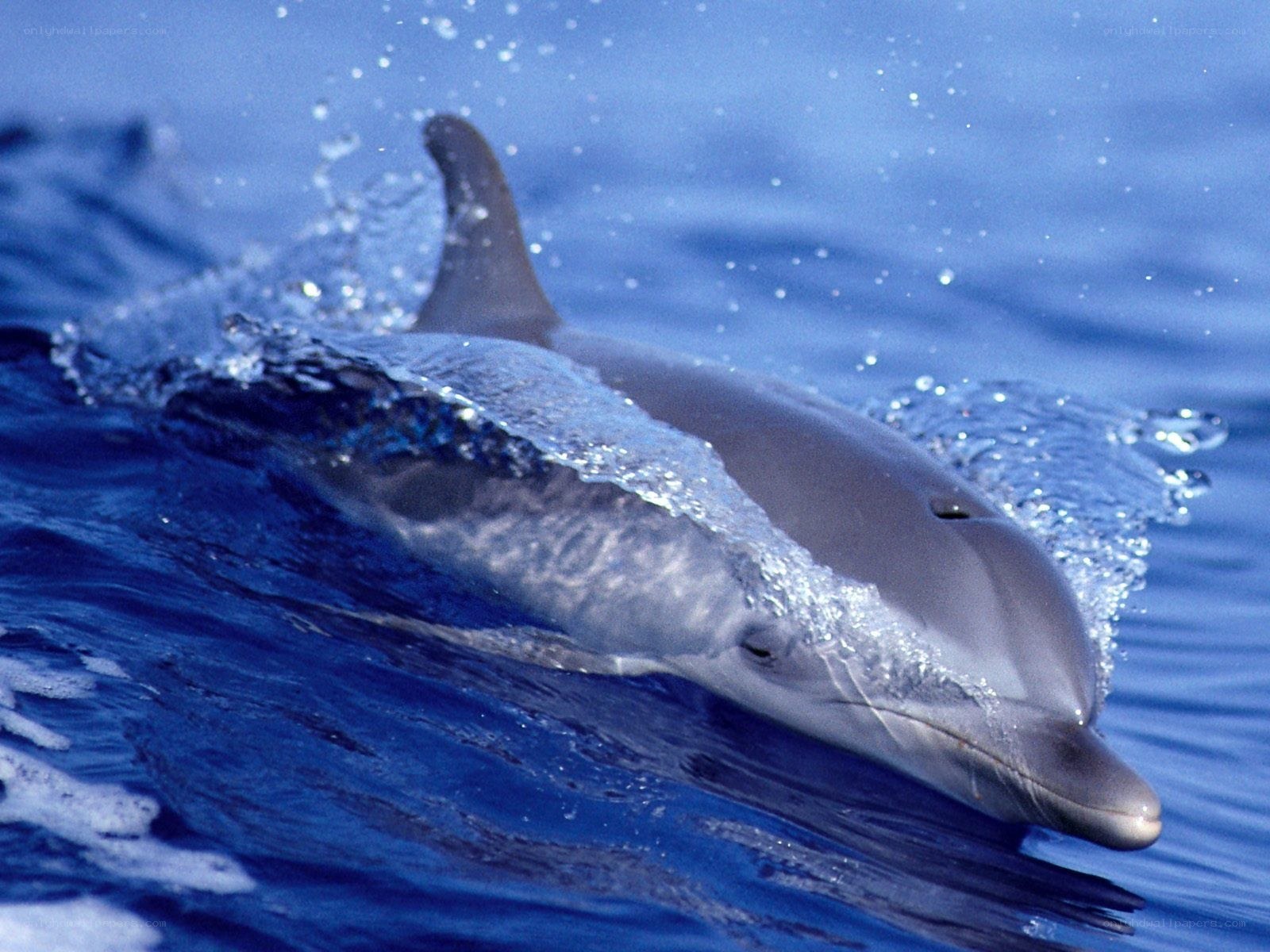 Dolphin swimming in ocean