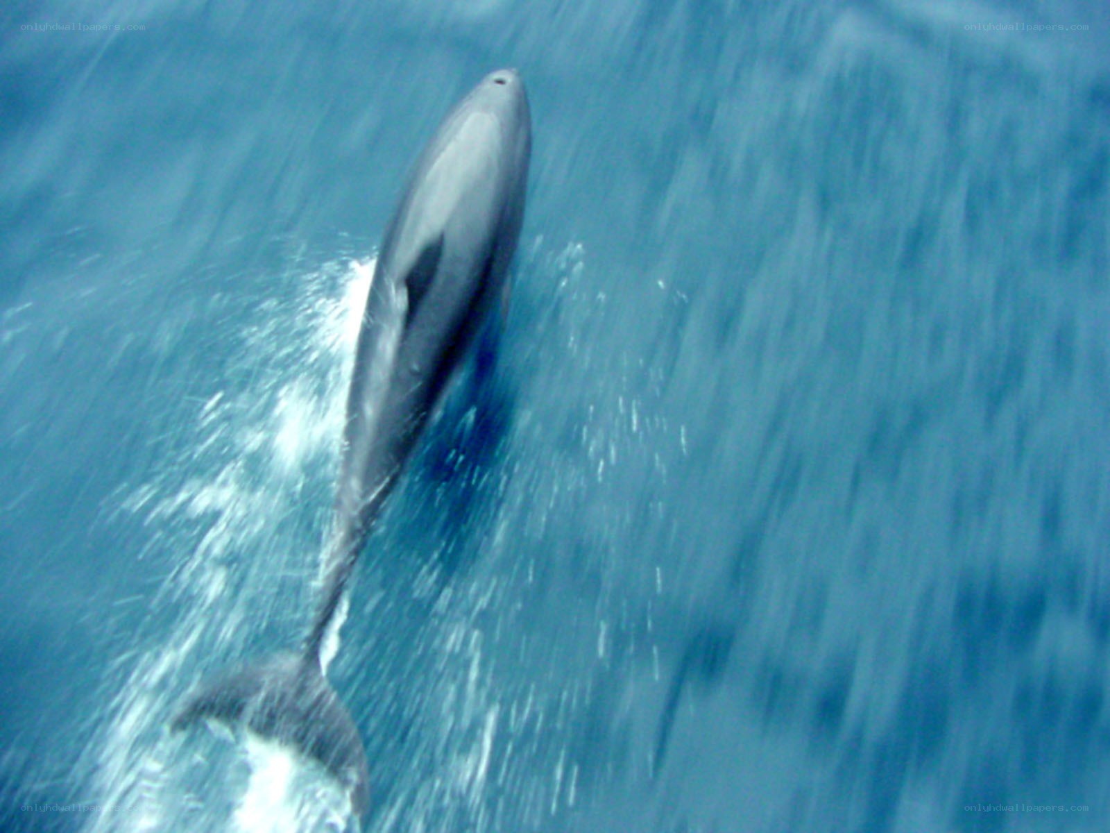 dolphin swimming in ocean