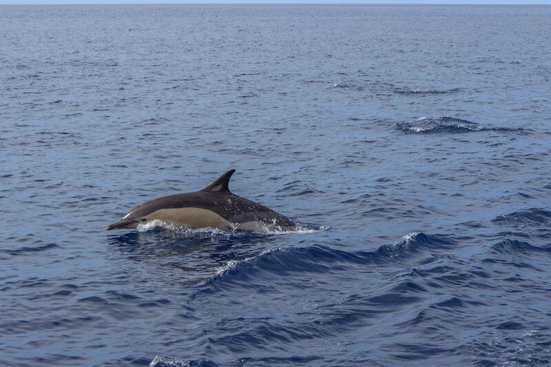 Dolphin Swimming in Ocean — Blue, Calm