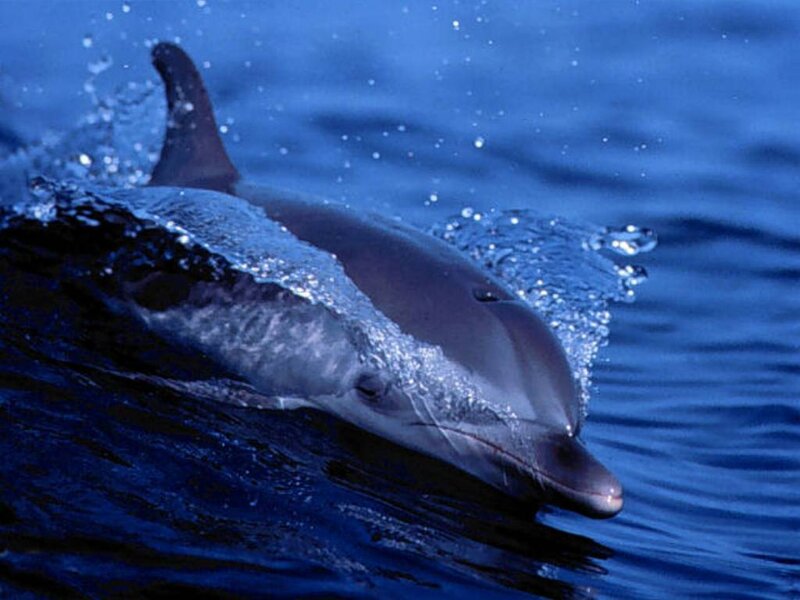 Dolphin Swimming in Ocean — Blue, Dynamic, Photograph, Splash